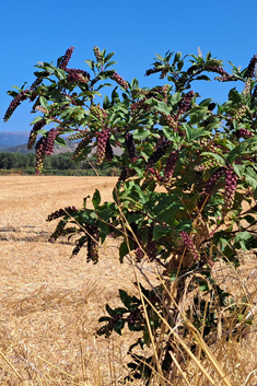 American Pokeweed
