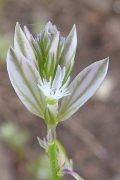 Mediterranean Milkwort