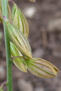 Mediterranean Milkwort