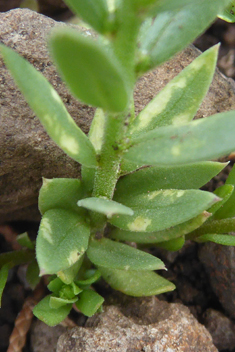 Mediterranean Milkwort