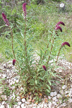 Dark Loosestrife