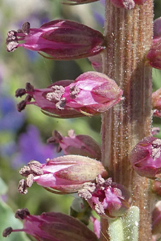 Dark Loosestrife