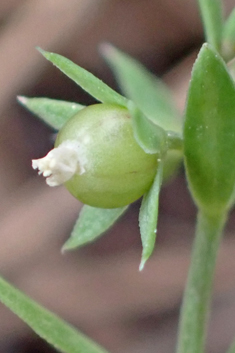 Star-flax
