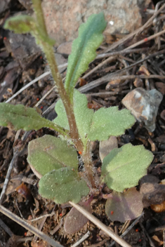 Southern Groundsel