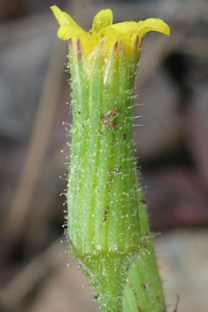 Southern Groundsel