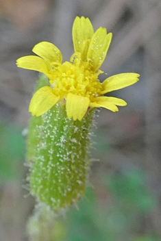 Southern Groundsel