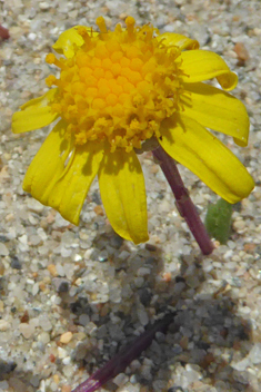 Coastal Groundsel