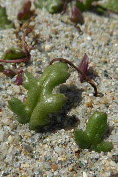 Coastal Groundsel