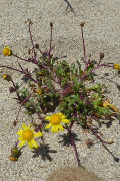 Coastal Groundsel