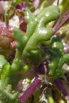 Coastal Groundsel