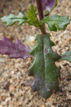 Coastal Groundsel