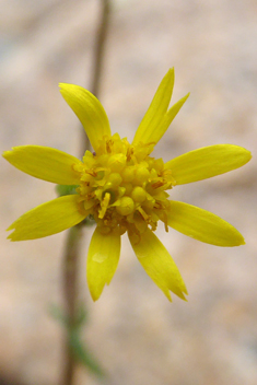 Coastal Groundsel