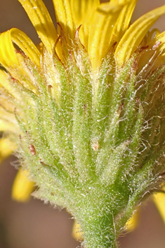 Mediterranean Fleabane