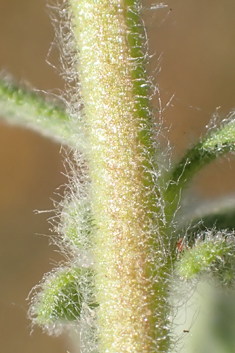 Mediterranean Fleabane