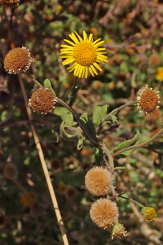 Mediterranean Fleabane