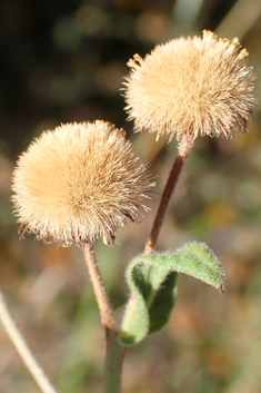 Mediterranean Fleabane