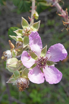 East Mediterranean Bramble