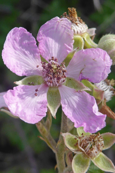 East Mediterranean Bramble