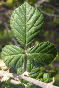 East Mediterranean Bramble