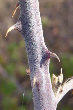 East Mediterranean Bramble