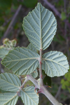 East Mediterranean Bramble