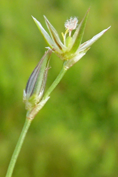 Toad Rush