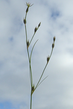 Toad Rush