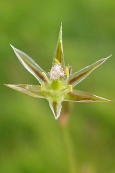 Toad Rush