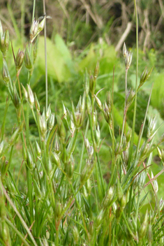 Toad Rush