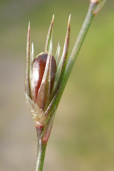 Toad Rush