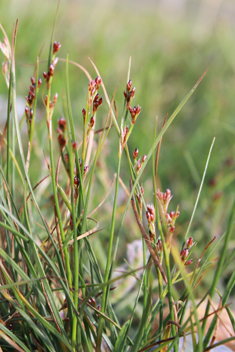 Saltmarsh Rush