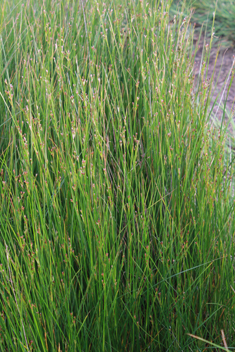 Saltmarsh Rush