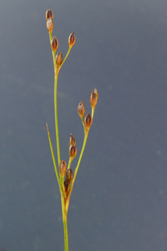 Saltmarsh Rush