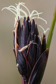 Black Bog-rush