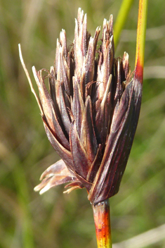 Black Bog-rush