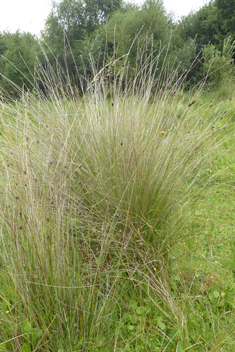 Black Bog-rush