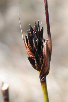 Black Bog-rush