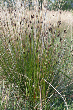 Black Bog-rush