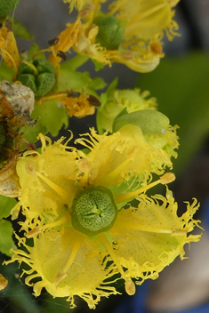 Fringed Rue