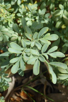 Fringed Rue