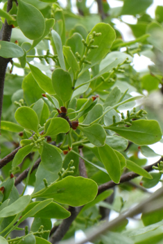 Yellow-berried Mistletoe