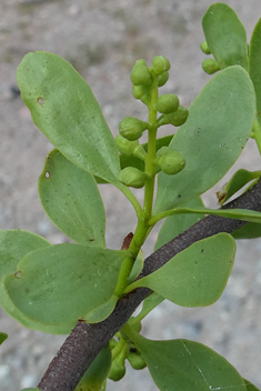 Yellow-berried Mistletoe