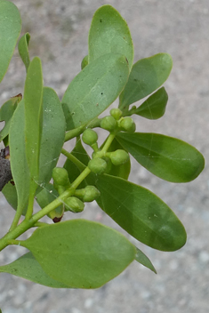 Yellow-berried Mistletoe