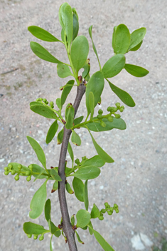 Yellow-berried Mistletoe