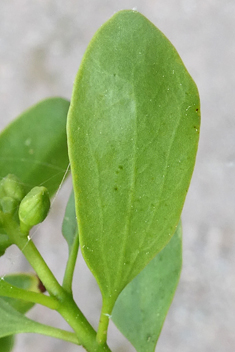 Yellow-berried Mistletoe