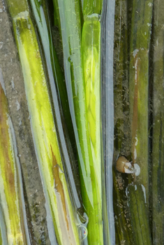 Common Eelgrass