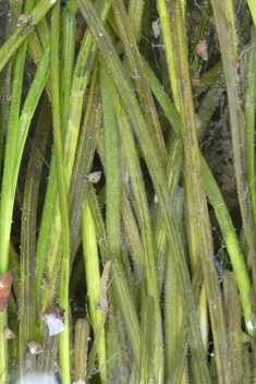 Common Eelgrass