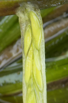 Common Eelgrass