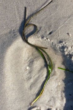 Common Eelgrass