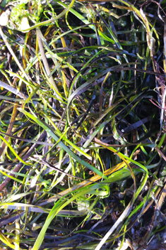 Common Eelgrass